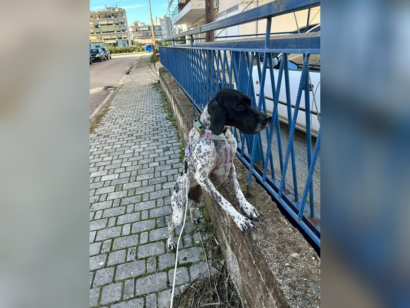 Pointer-Hündin Nala sucht ein aktives Zuhause