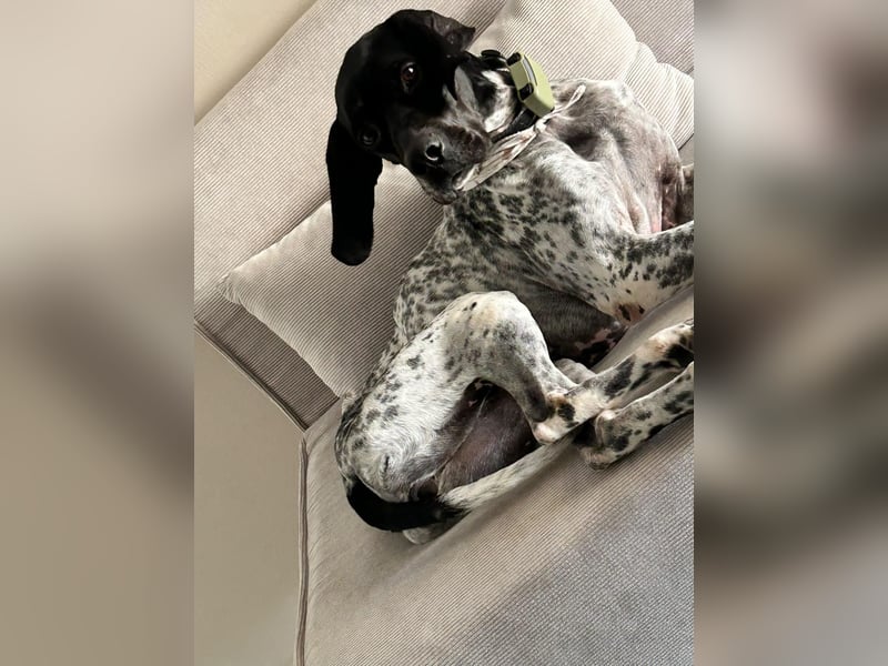 Pointer-Hündin Nala sucht ein aktives Zuhause