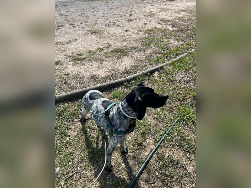 Pointer-Hündin Nala sucht ein aktives Zuhause