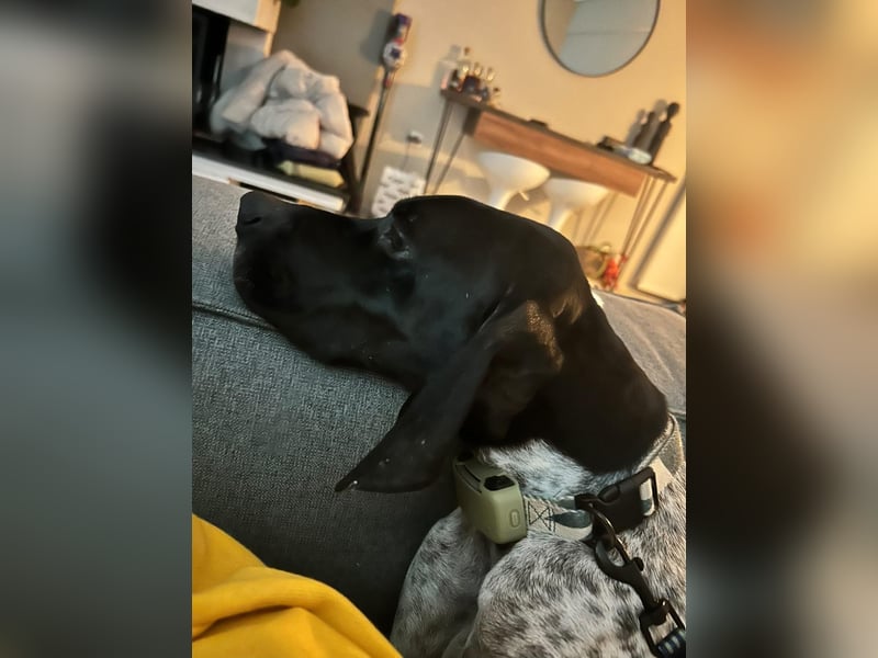 Pointer-Hündin Nala sucht ein aktives Zuhause