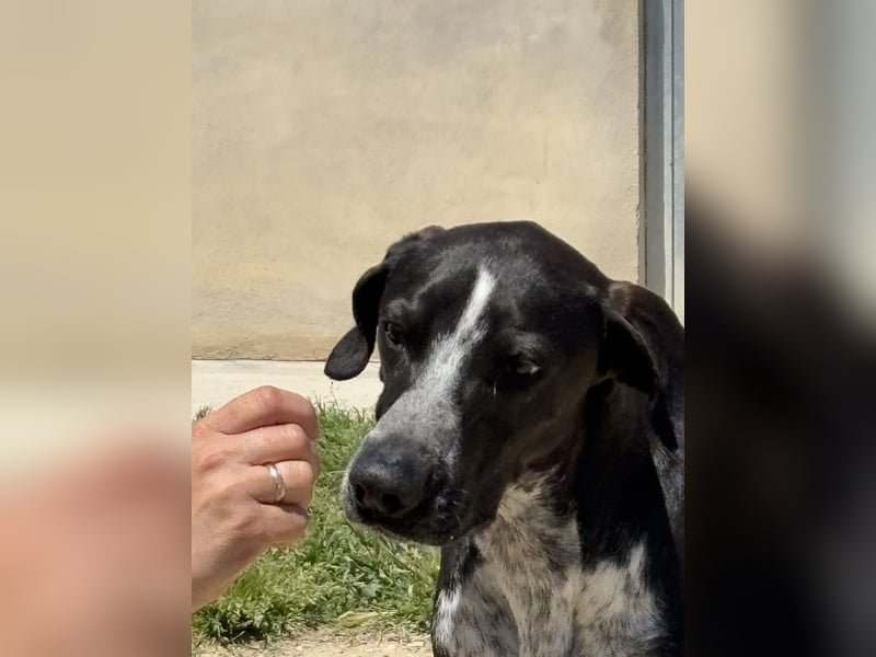 BRUNO - ein wahrer Menschenliebhaber sucht Nähe