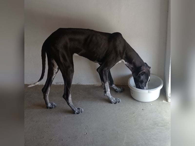 BRUNO - ein wahrer Menschenliebhaber sucht Nähe