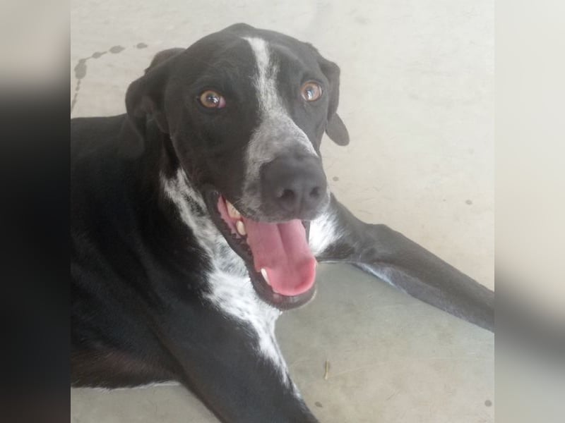 BRUNO - ein wahrer Menschenliebhaber sucht Nähe