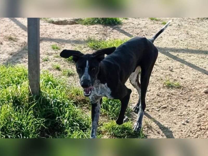 BRUNO - ein wahrer Menschenliebhaber sucht Nähe