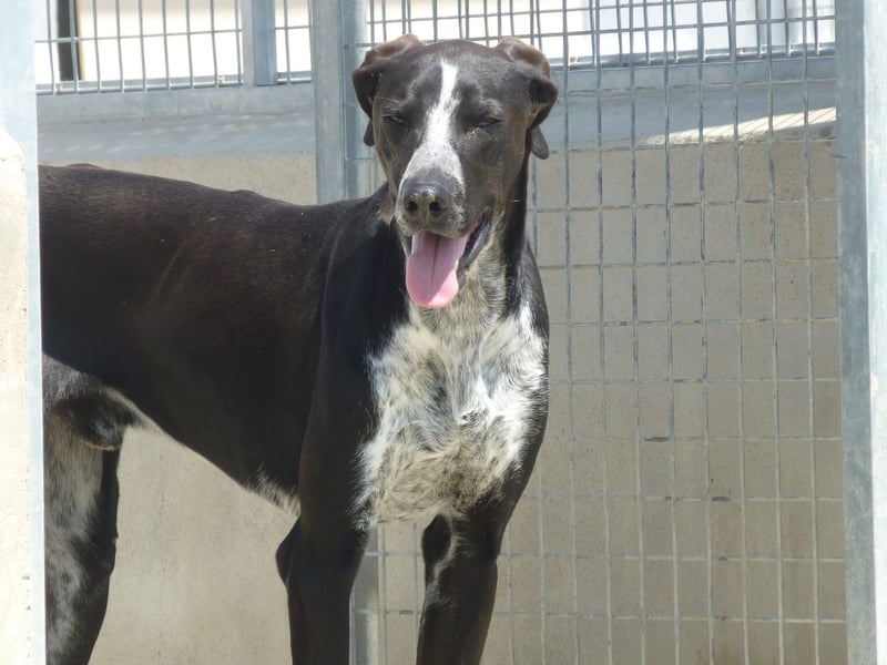 BRUNO - ein wahrer Menschenliebhaber sucht Nähe
