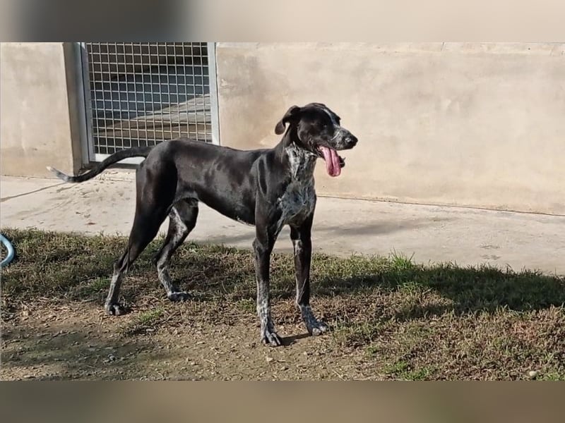 BRUNO - ein wahrer Menschenliebhaber sucht Nähe
