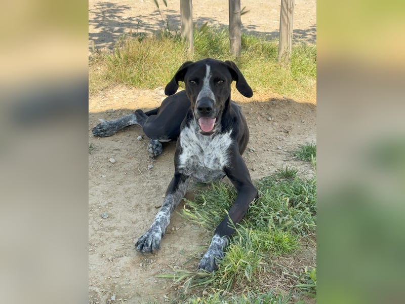 BRUNO - ein wahrer Menschenliebhaber sucht Nähe