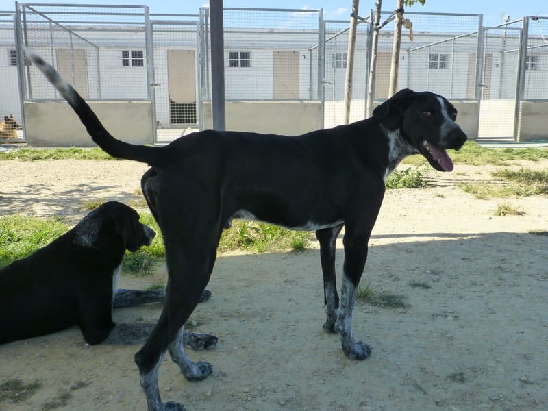 BRUNO - ein wahrer Menschenliebhaber sucht Nähe