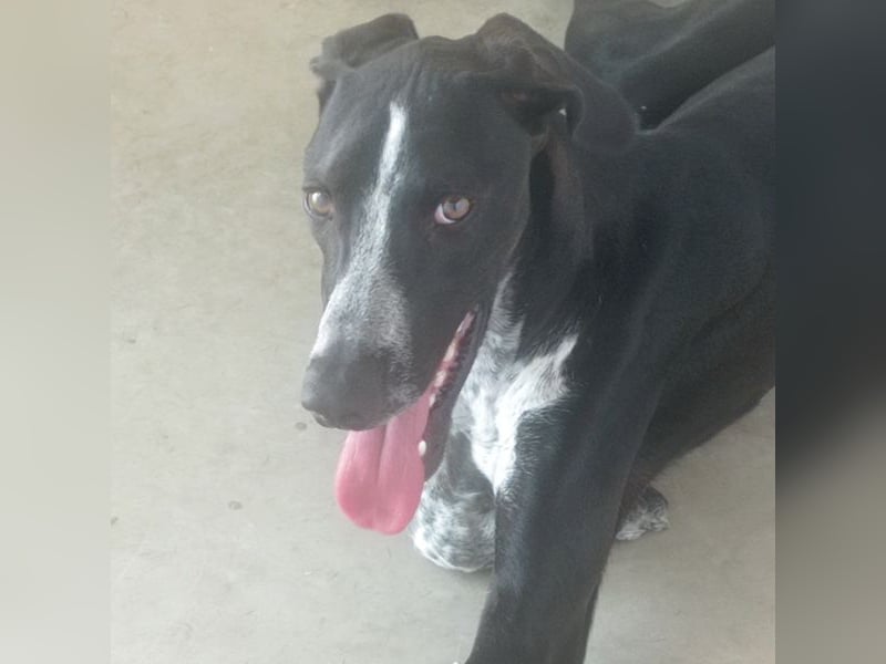 BRUNO - ein wahrer Menschenliebhaber sucht Nähe