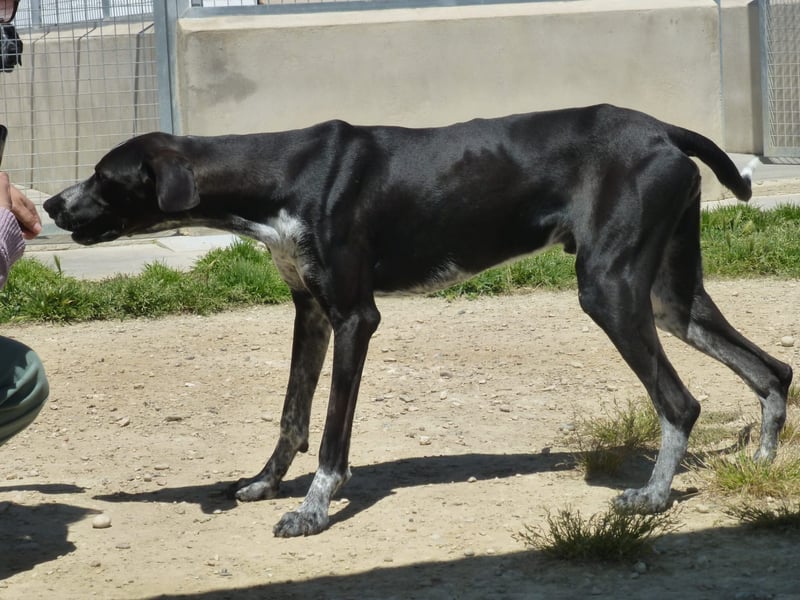 BRUNO - ein wahrer Menschenliebhaber sucht Nähe