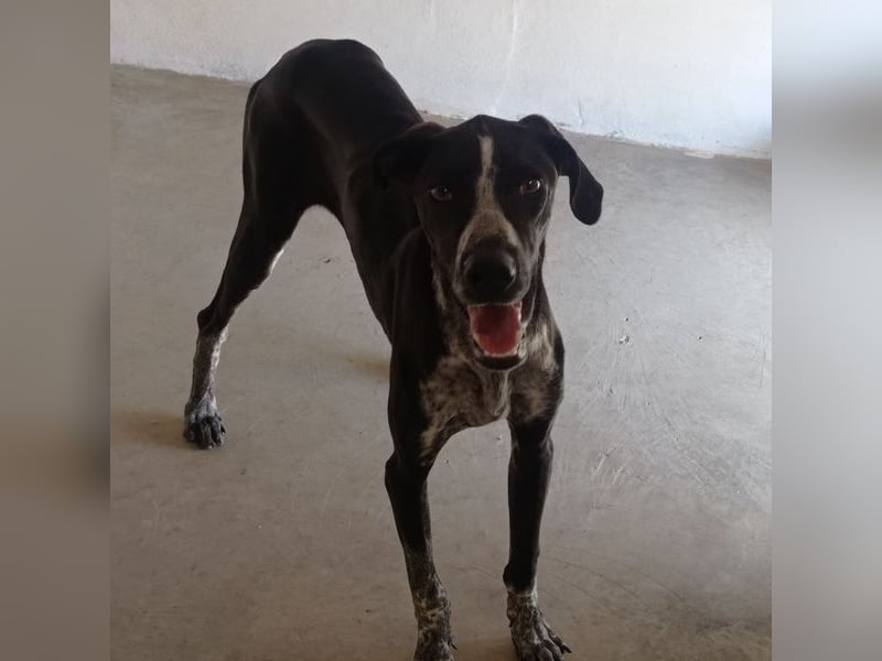 BRUNO - ein wahrer Menschenliebhaber sucht Nähe