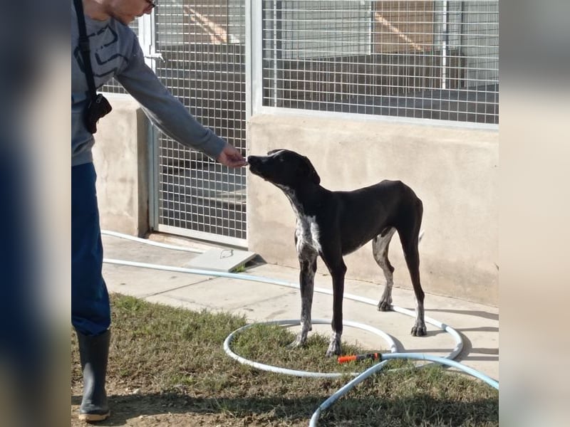 BRUNO - ein wahrer Menschenliebhaber sucht Nähe