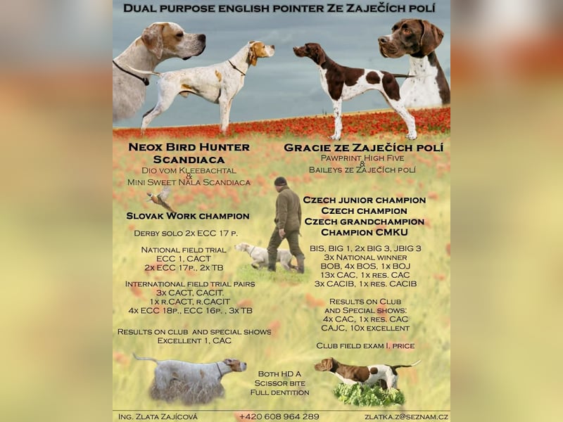 Englisch pointer Vorstehhund