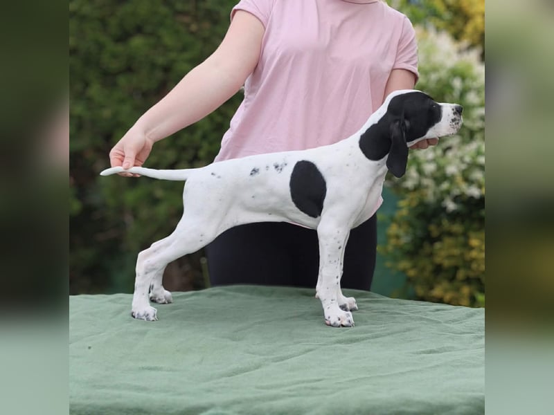 Englisch pointer Vorstehhund