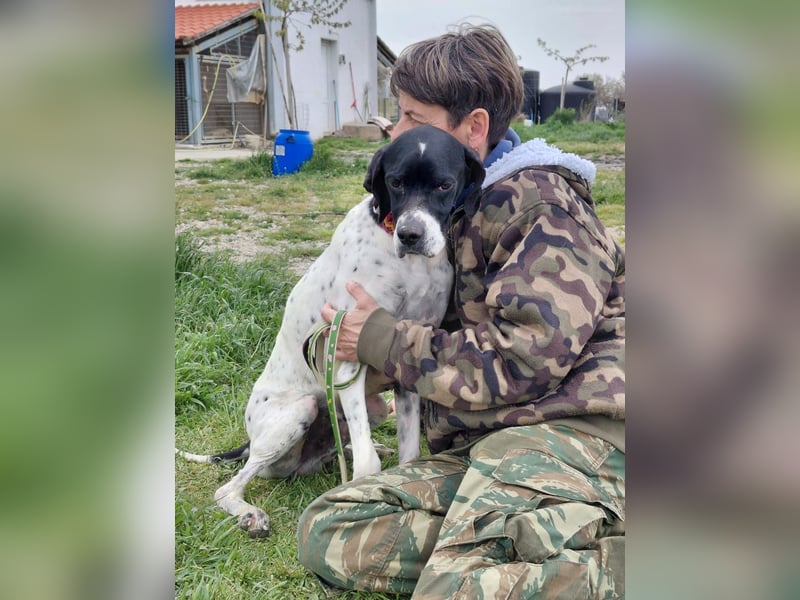 Pointer Rüde Baxter sucht Zuhause