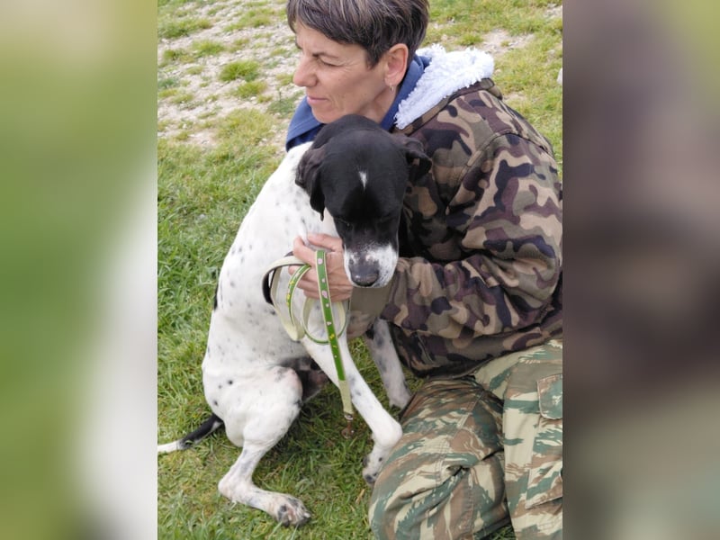 Pointer Rüde Baxter sucht Zuhause