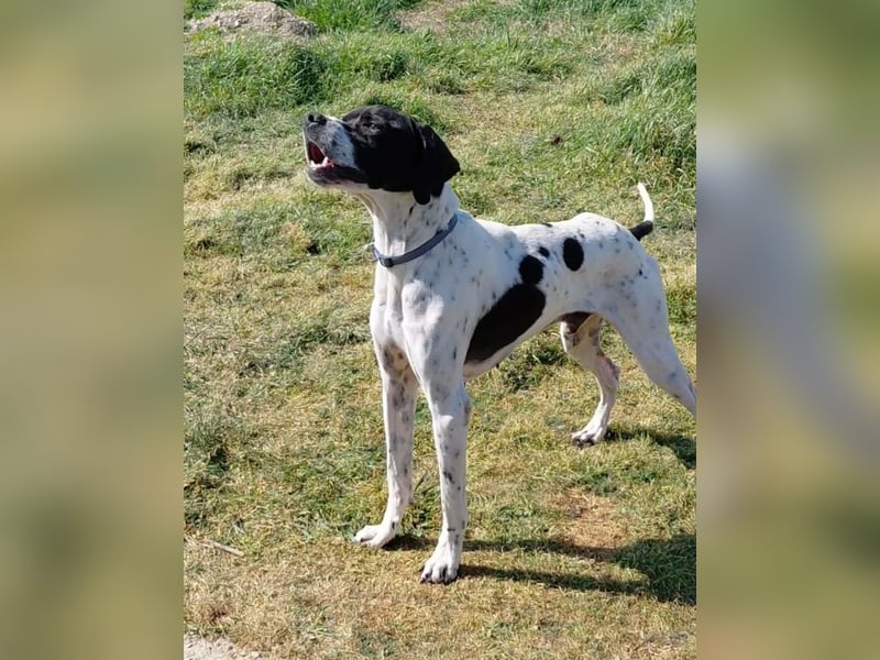 Pointer Rüde Baxter sucht Zuhause