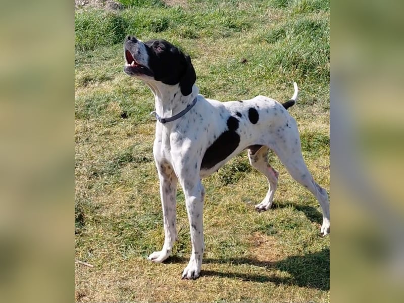 Pointer Rüde Baxter sucht Zuhause