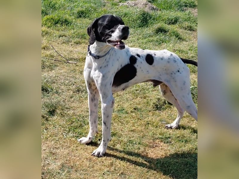 Pointer Rüde Baxter sucht Zuhause