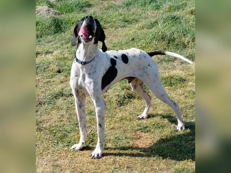 Pointer Rüde Baxter sucht Zuhause