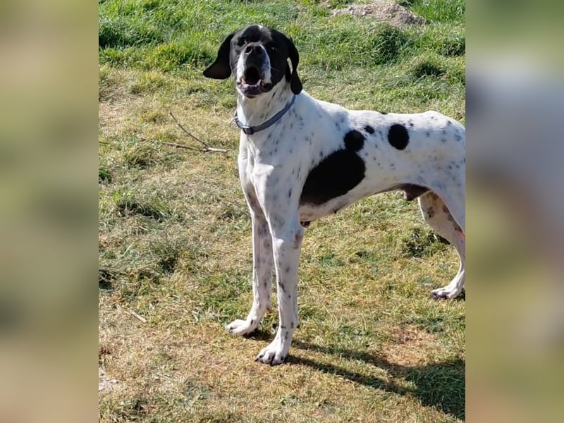 Pointer Rüde Baxter sucht Zuhause