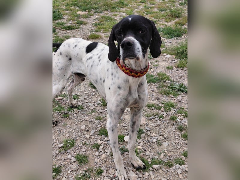 Pointer Rüde Baxter sucht Zuhause
