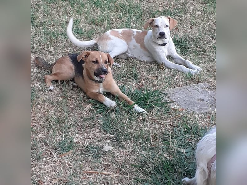 Sina - fröhliches,  aktives Pointer-Mix Mädchen ist bereit für ihr neues Leben!