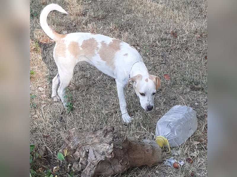 Sina - fröhliches,  aktives Pointer-Mix Mädchen ist bereit für ihr neues Leben!