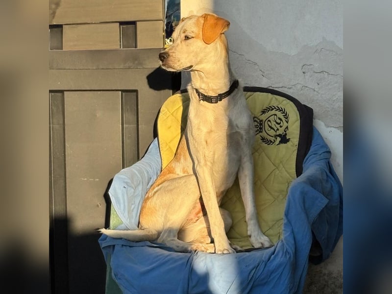 Sina - fröhliches,  aktives Pointer-Mix Mädchen ist bereit für ihr neues Leben!