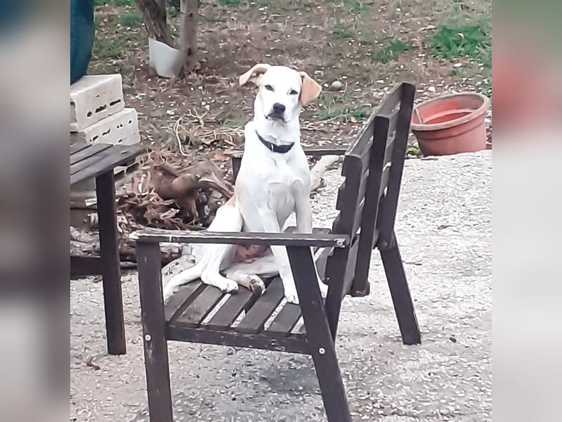 Sina - fröhliches,  aktives Pointer-Mix Mädchen ist bereit für ihr neues Leben!