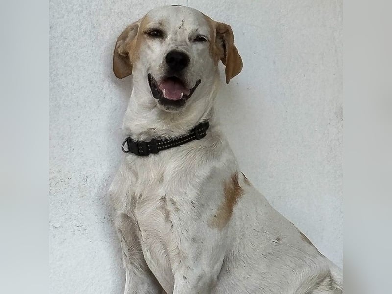 Sina - fröhliches,  aktives Pointer-Mix Mädchen ist bereit für ihr neues Leben!