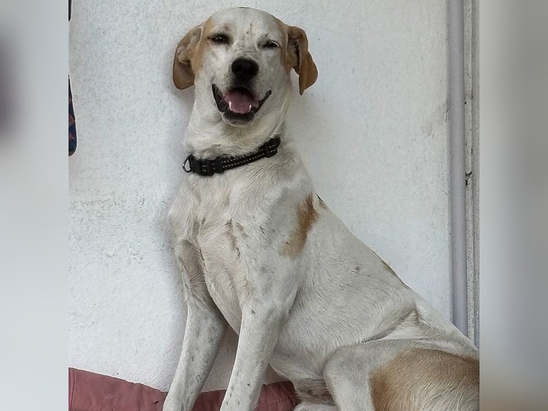 Sina - fröhliches,  aktives Pointer-Mix Mädchen ist bereit für ihr neues Leben!