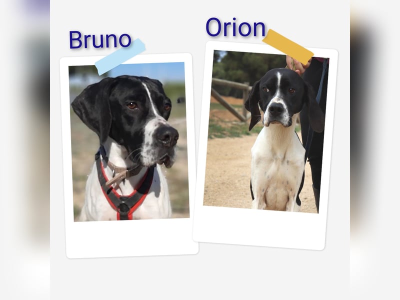 Orion und Bruno - dringend Pflegestelle gesucht