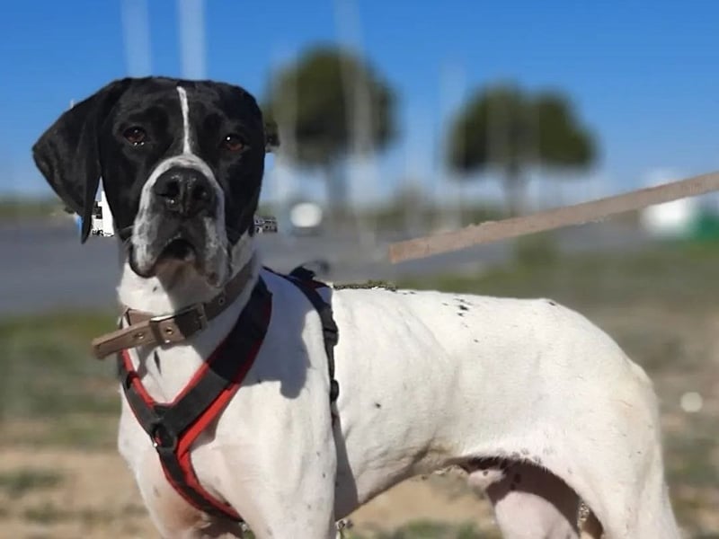 Orion und Bruno - dringend Pflegestelle gesucht