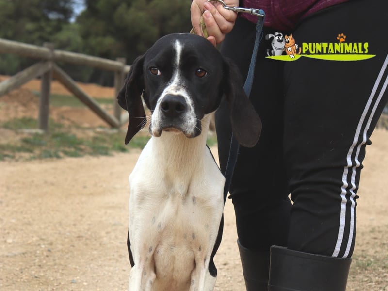 Orion und Bruno - dringend Pflegestelle gesucht