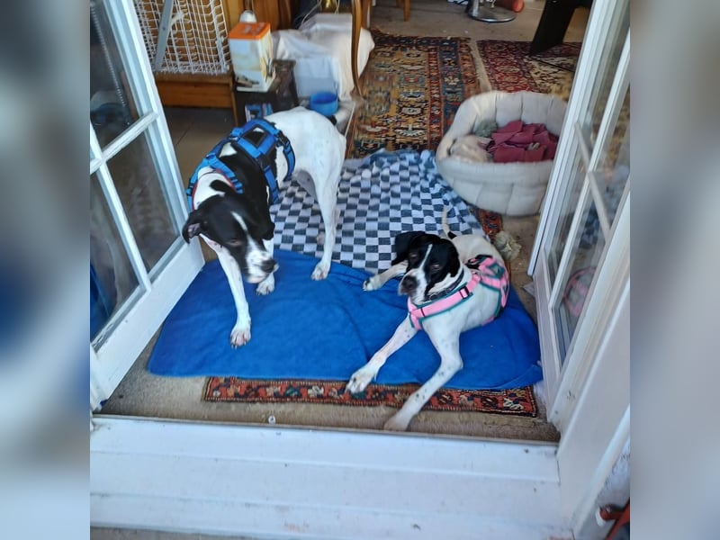 Orion und Bruno - dringend Pflegestelle gesucht