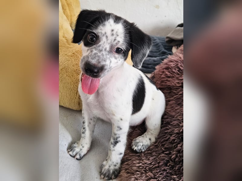 Kleine DOTTY wartet auf ihre Menschen