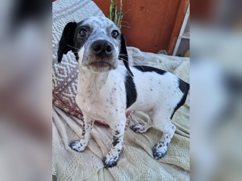 Kleine DOTTY wartet auf IHRE Menschen