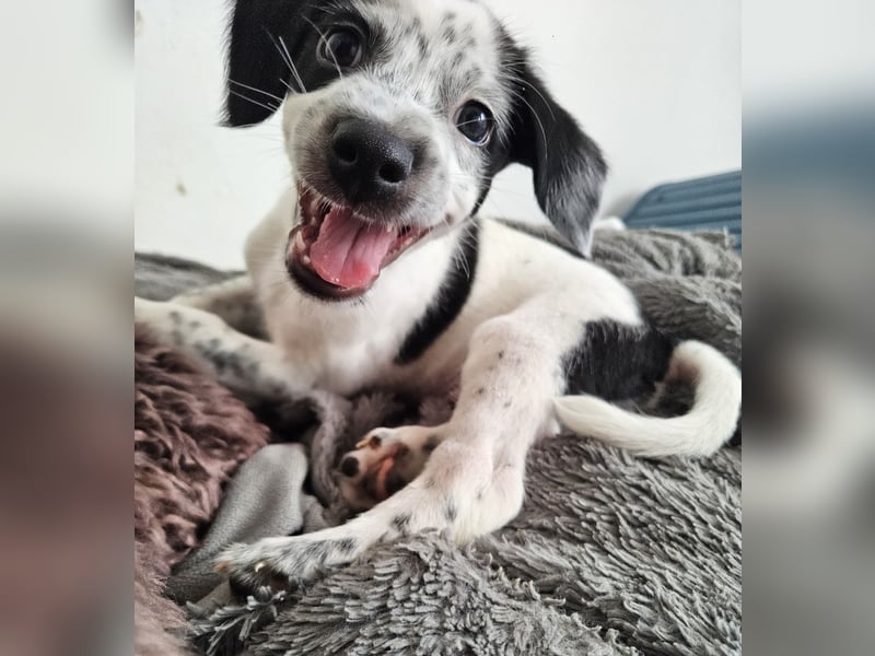Kleine DOTTY wartet auf ihre Menschen