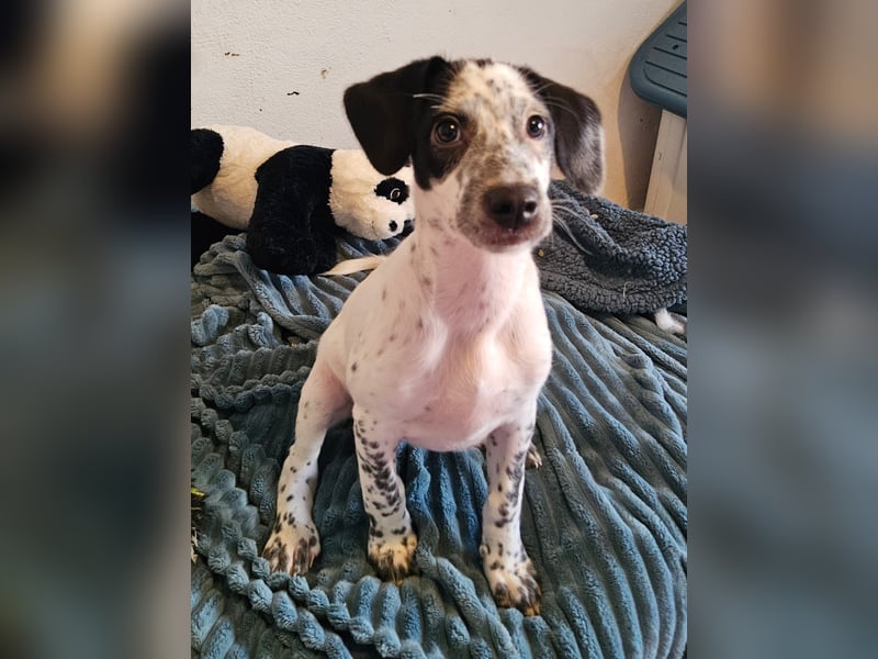 Kleine DOTTY wartet auf IHRE Menschen