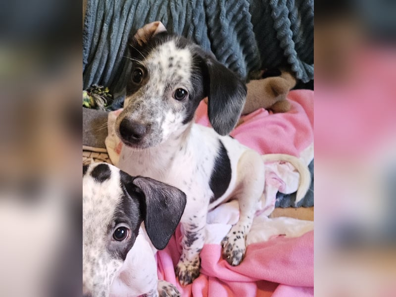 Kleine DOTTY wartet auf IHRE Menschen
