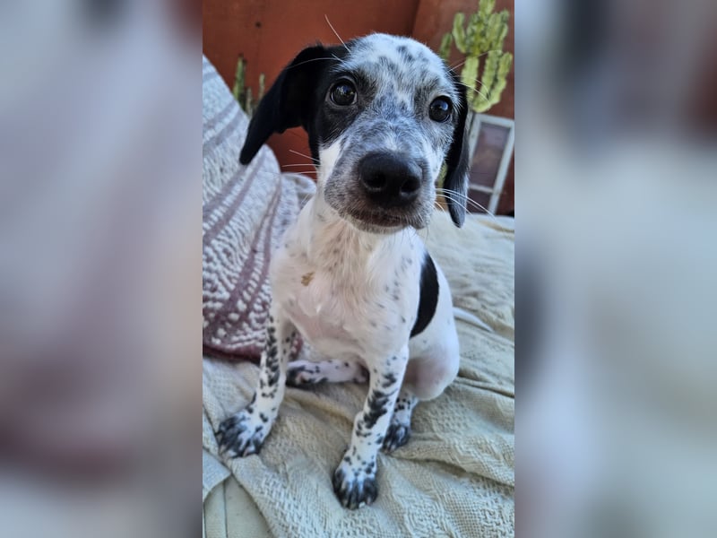 Kleine DOTTY wartet auf IHRE Menschen