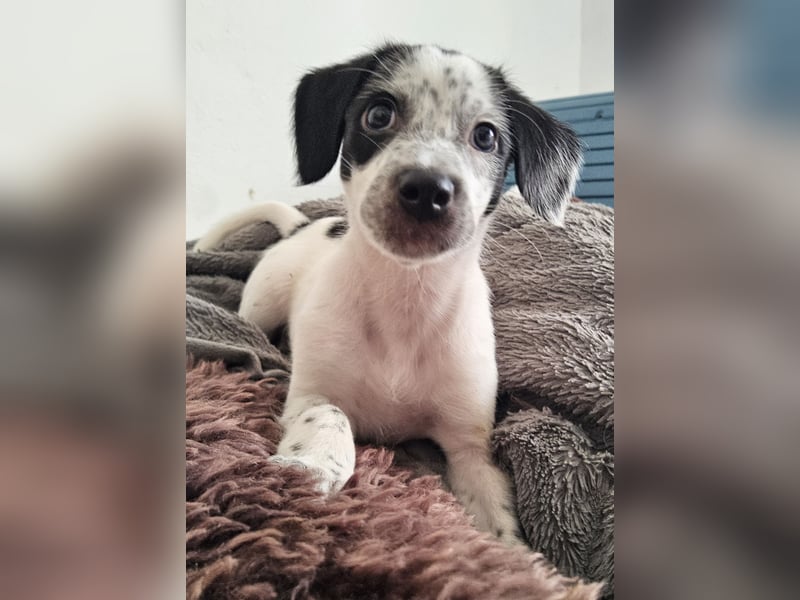 Kleine DOTTY wartet auf ihre Menschen