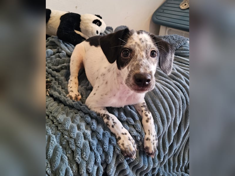 Kleine DOTTY wartet auf IHRE Menschen