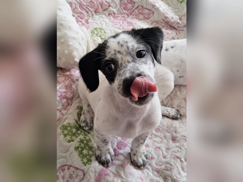 Kleine DOTTY wartet auf ihre Menschen