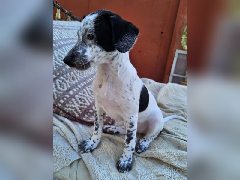 Kleine DOTTY wartet auf IHRE Menschen