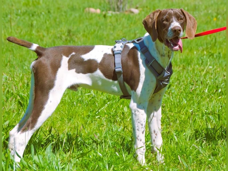 Scout – bereit für Abenteuer