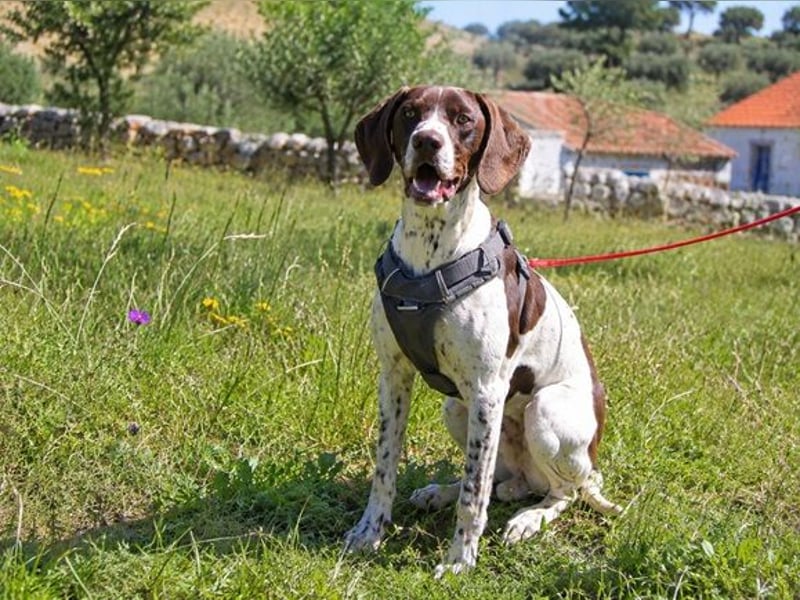 Scout – sensibler Jungspund sucht seine Menschen