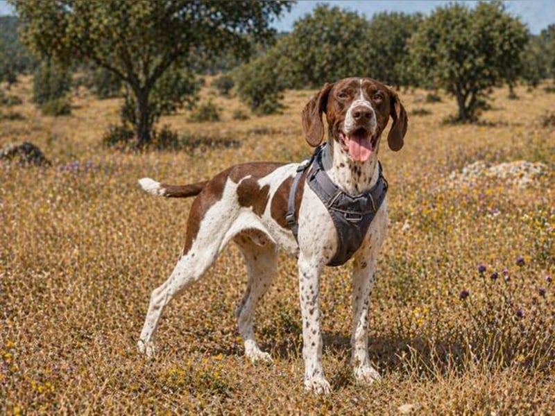 Scout – bereit für Abenteuer