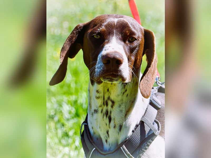 Scout – bereit für Abenteuer